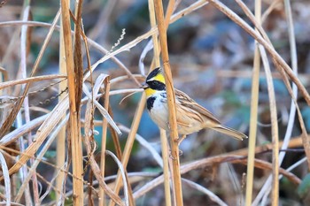 Yellow-throated Bunting Unknown Spots Sun, 1/7/2018