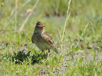 2022年6月25日(土) 葛西臨海公園の野鳥観察記録