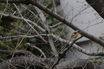 Daurian Redstart 芥川 Sun, 1/23/2022