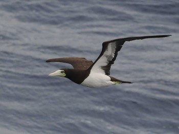 Brown Booby 八丈島航路 Sat, 6/25/2022