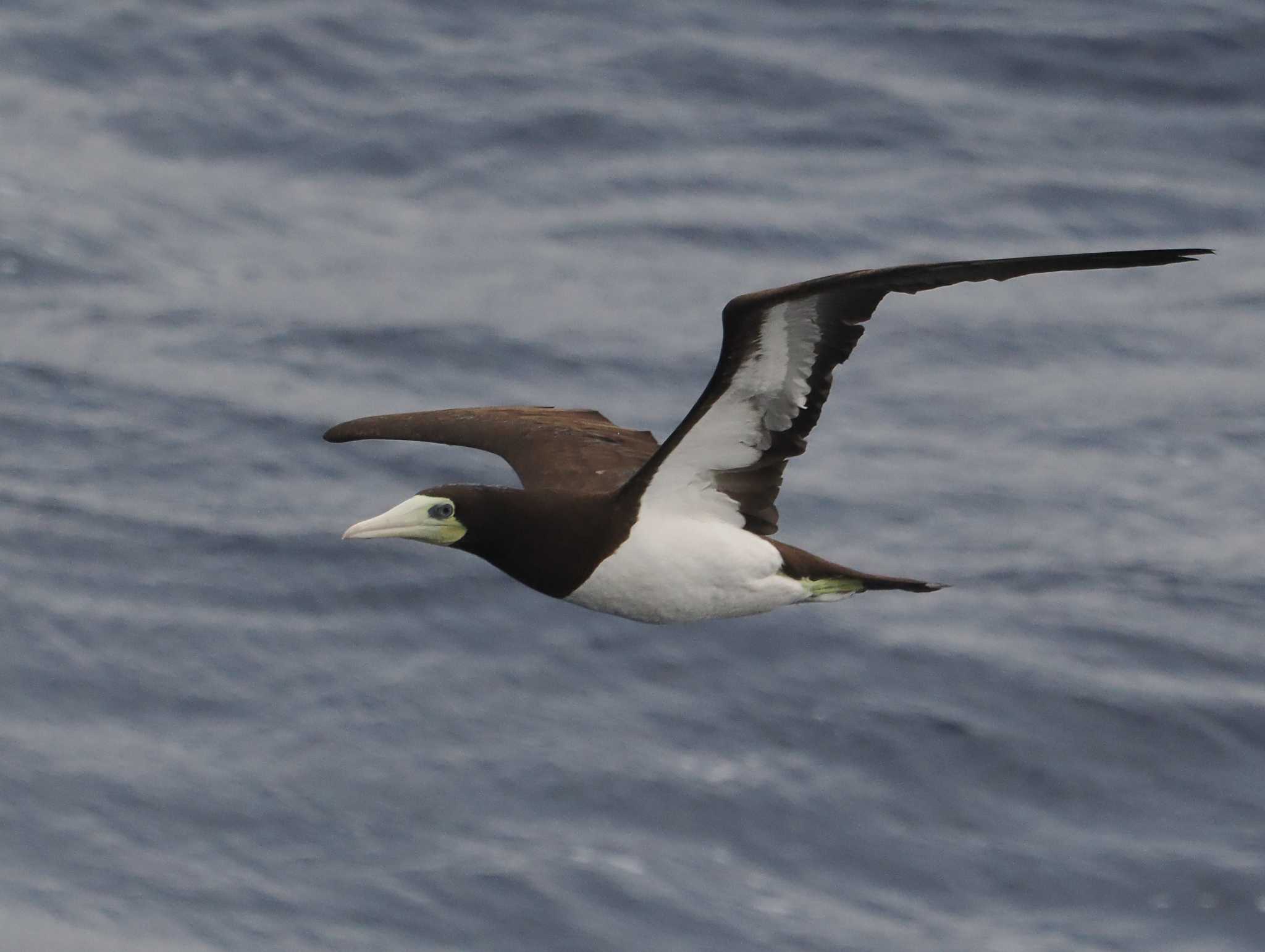 Photo of Brown Booby at 八丈島航路 by シロチ