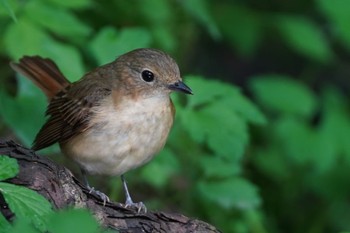 Narcissus Flycatcher Unknown Spots Wed, 6/22/2022