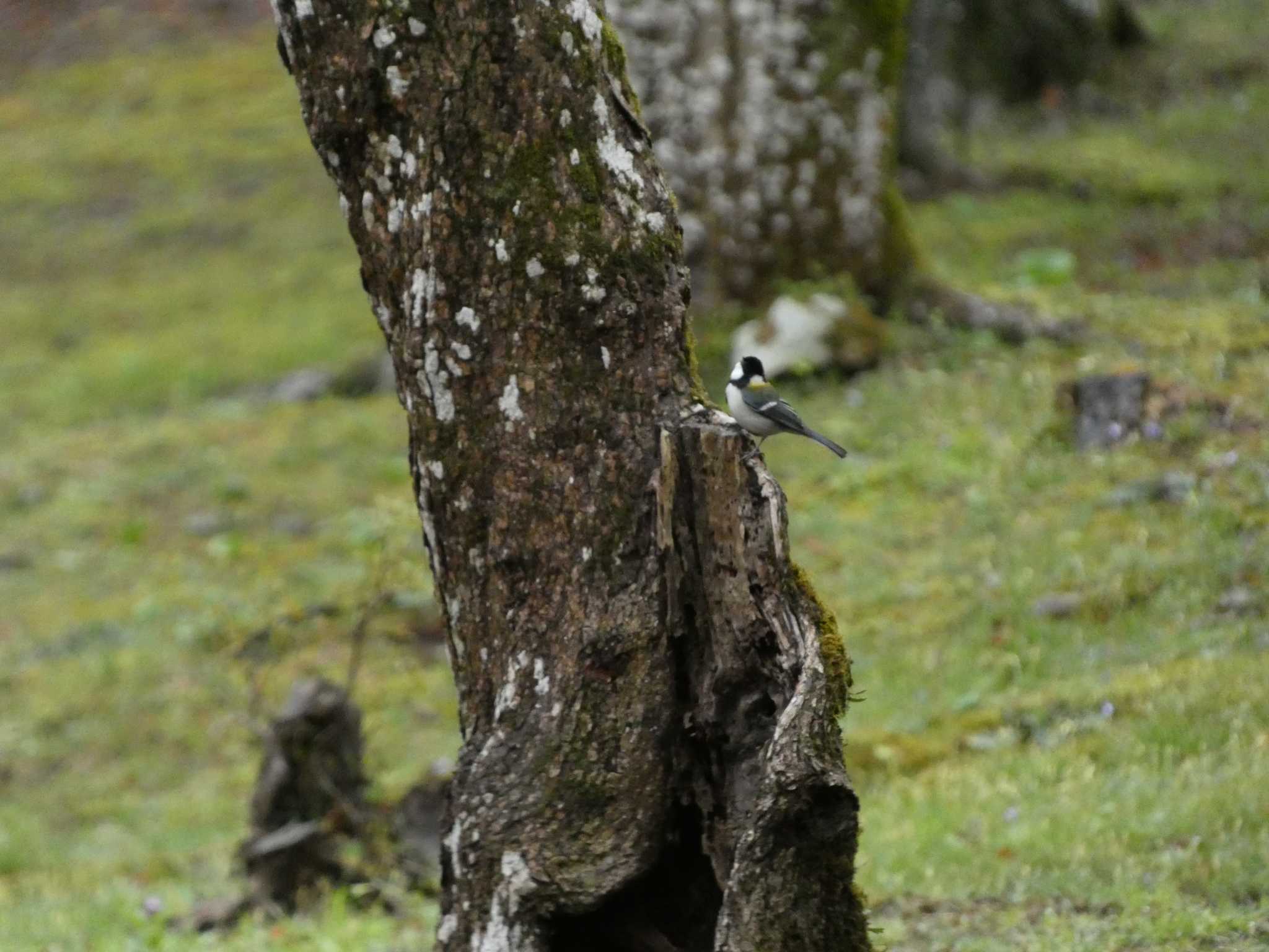 シジュウカラ