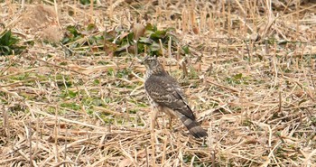 オオタカ 葛西臨海公園 2017年12月31日(日)