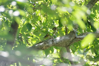 Grey-capped Greenfinch 瀬上市民の森 Sat, 6/25/2022