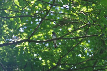 サンコウチョウ 瀬上市民の森 2022年6月25日(土)