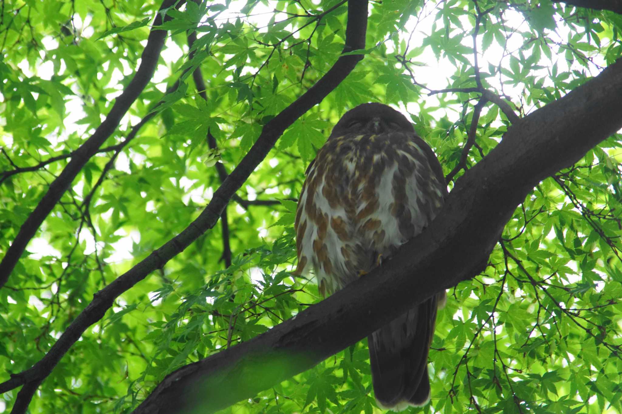 高尾 アオバズクの写真 by bea