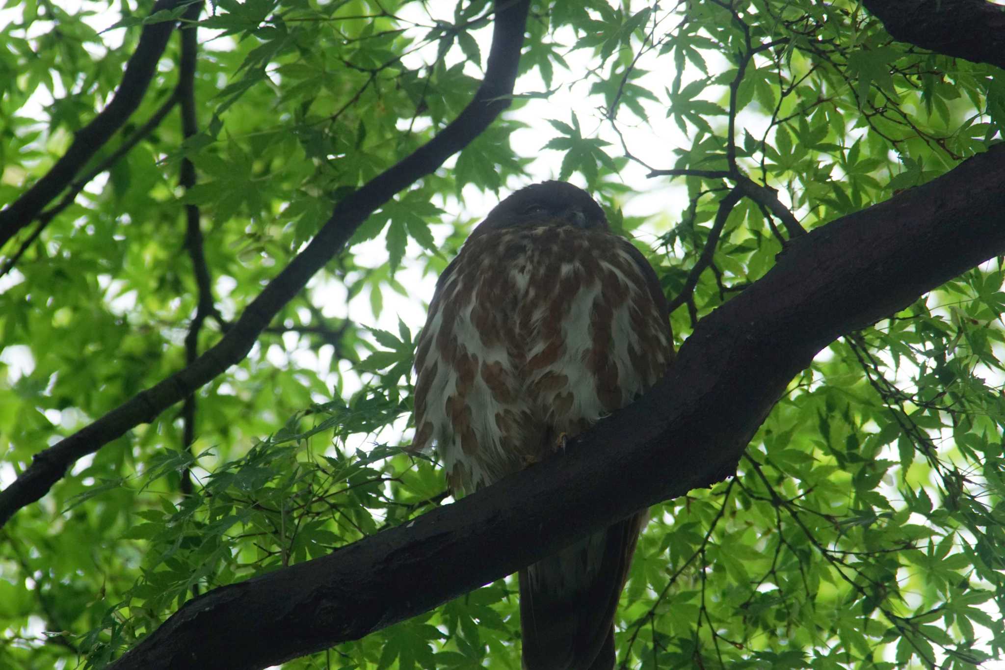 高尾 アオバズクの写真 by bea