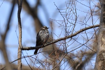 ツグミ 小宮公園(八王子) 2018年1月7日(日)