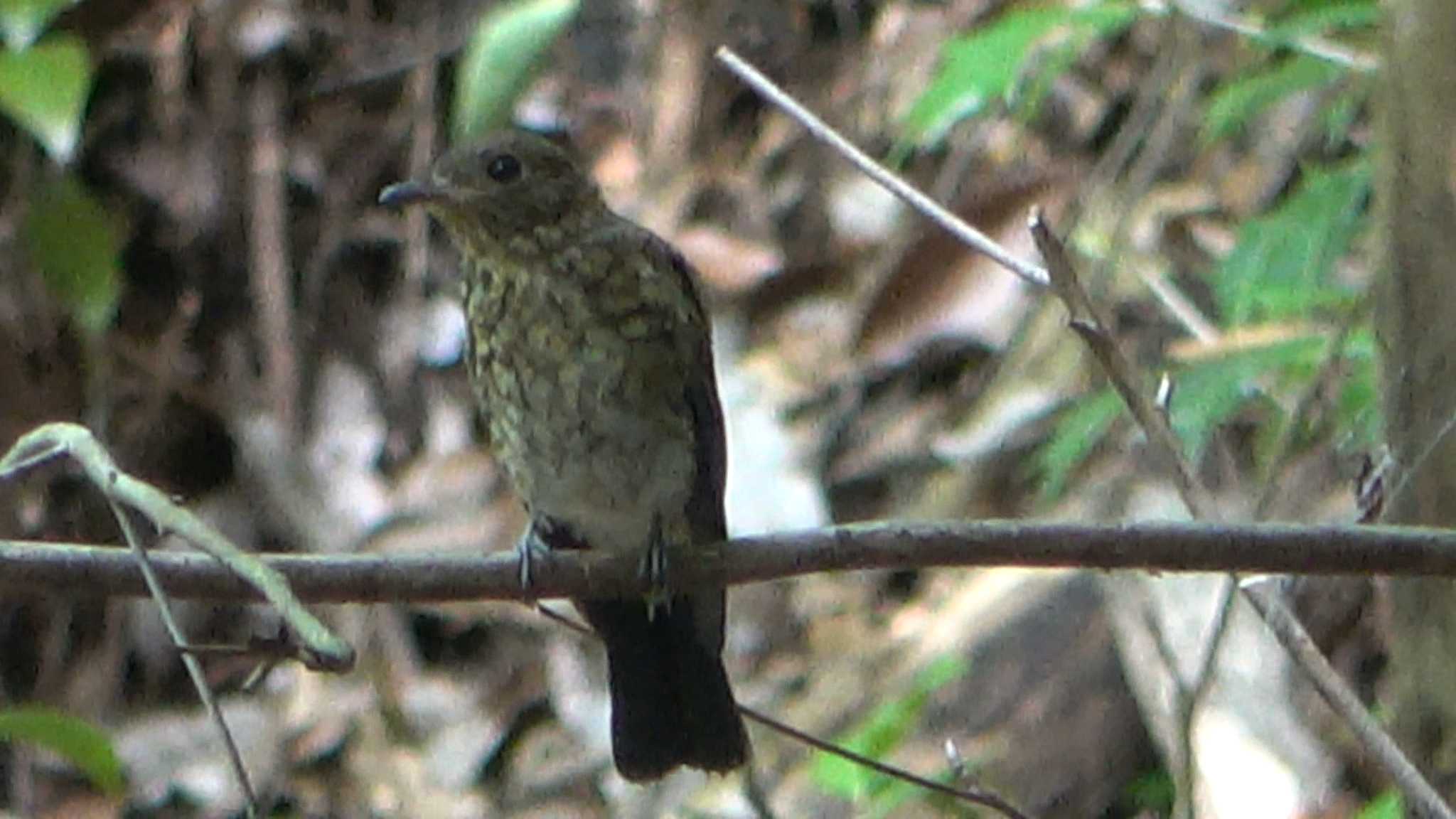 Blue-and-white Flycatcher