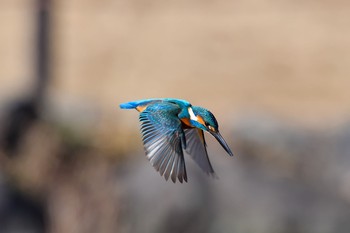 カワセミ 場所が不明 2018年1月6日(土)