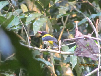 Dark-throated Oriole