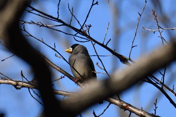 イカル 小宮公園(八王子) 2018年1月7日(日)