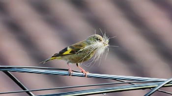 Grey-capped Greenfinch 鈴鹿市 Sun, 6/19/2022