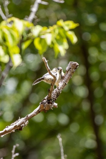 Japanese Tit 京都市宝ヶ池公園 Sat, 6/25/2022