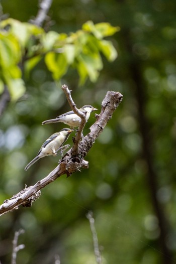 Japanese Tit 京都市宝ヶ池公園 Sat, 6/25/2022