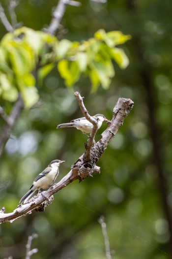 Japanese Tit 京都市宝ヶ池公園 Sat, 6/25/2022