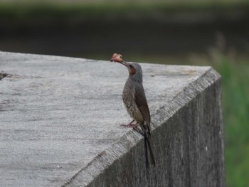 Sun, 6/26/2022 Birding report at 高松干潟(四日市)