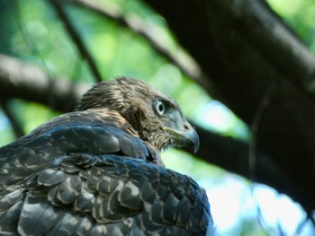 Eurasian Goshawk Hikarigaoka Park Sat, 6/25/2022