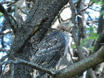 Eurasian Goshawk Hikarigaoka Park Sat, 6/25/2022