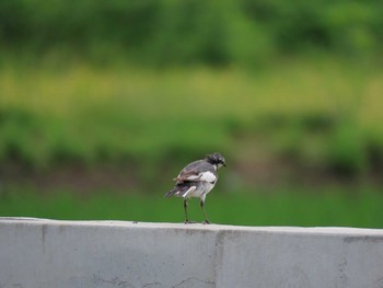 2022年6月26日(日) 三重県四日市市の野鳥観察記録