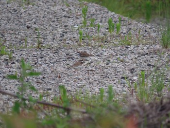 Little Ringed Plover 三重県四日市市 Sun, 6/26/2022