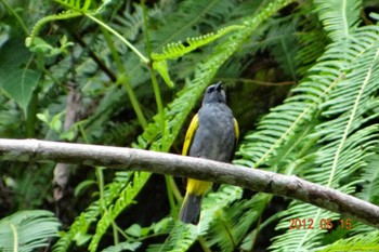 Grey-bellied Bulbul