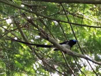 サンコウチョウ 摩耶山 2022年6月26日(日)