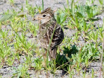 ヒバリ 葛西臨海公園 2022年6月25日(土)