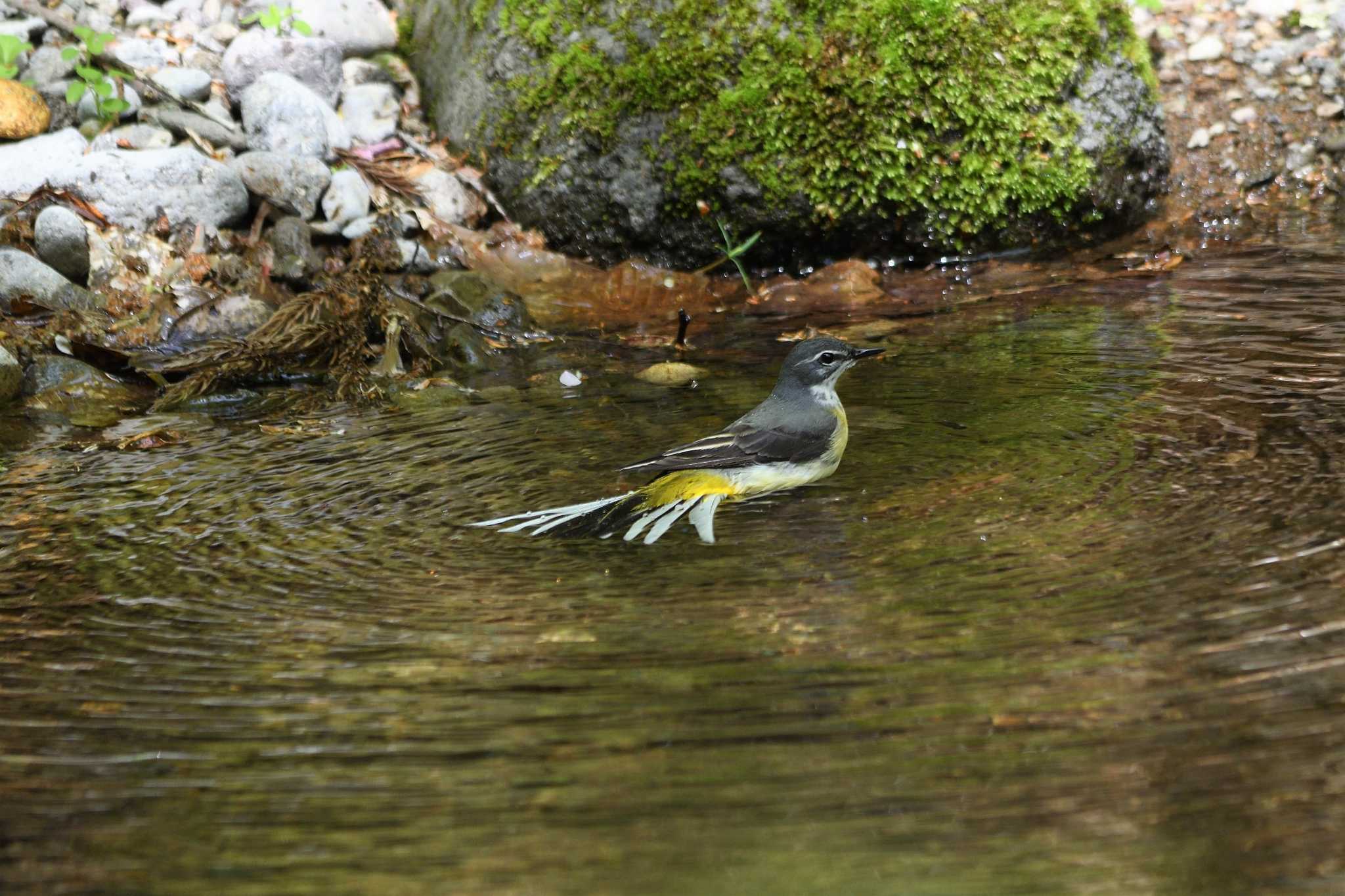 Grey Wagtail