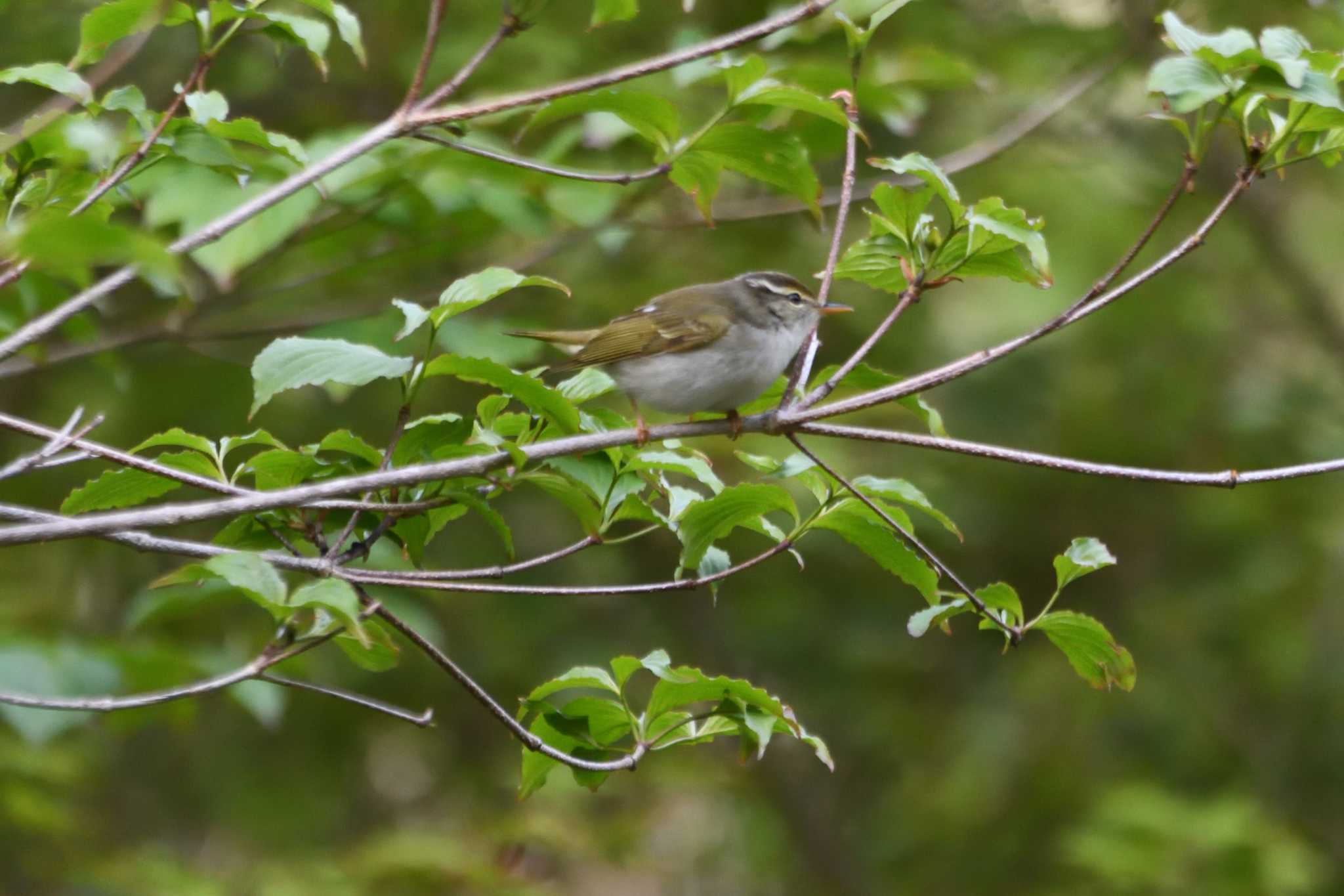 Eastern Crowned Warbler