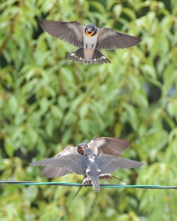 2022年6月22日(水) 奈良県の野鳥観察記録