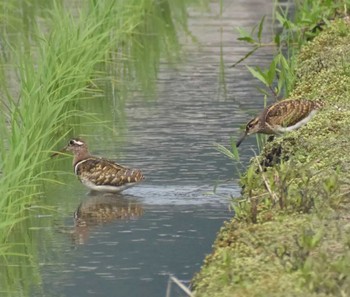 2022年6月19日(日) 恩智川治水緑地の野鳥観察記録