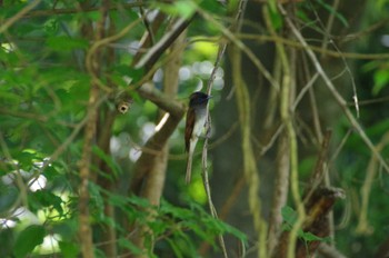 Black Paradise Flycatcher 瀬上市民の森 Sun, 6/26/2022