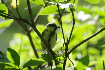 Japanese Tit 瀬上市民の森 Sun, 6/26/2022