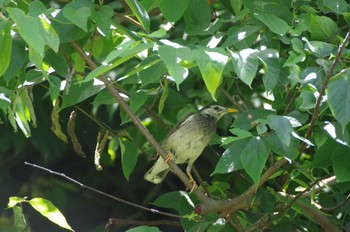 White-cheeked Starling 小菅ケ谷北公園 Sun, 6/26/2022