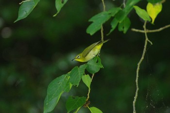 Warbling White-eye 小菅ケ谷北公園 Sun, 6/26/2022