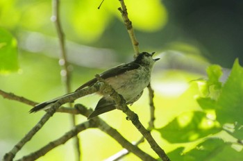 Long-tailed Tit 小菅ケ谷北公園 Sun, 6/26/2022