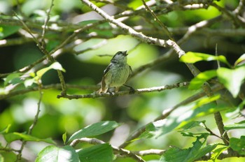 Long-tailed Tit 小菅ケ谷北公園 Sun, 6/26/2022