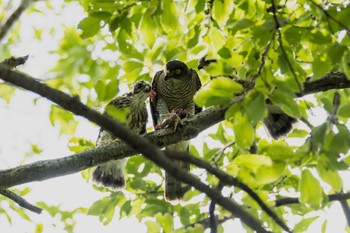 Japanese Sparrowhawk 日野市 Sun, 6/26/2022