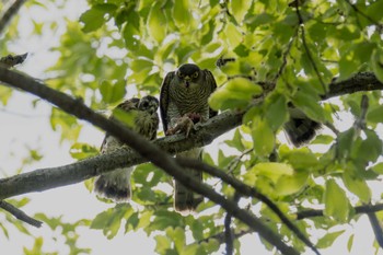 Japanese Sparrowhawk 日野市 Sun, 6/26/2022