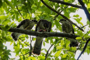 Japanese Sparrowhawk 日野市 Sun, 6/26/2022