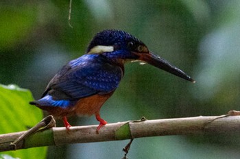 Blue-eared Kingfisher Dairy Farm Nature Park Sun, 6/26/2022