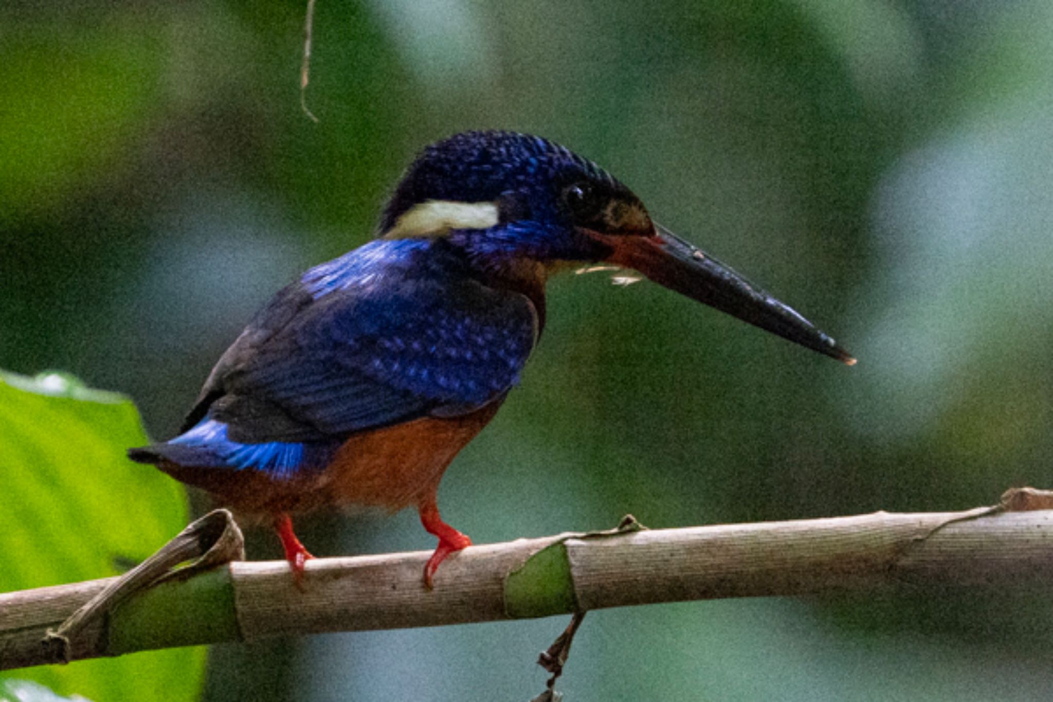 Photo of Blue-eared Kingfisher at Dairy Farm Nature Park by T K