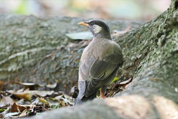 ムクドリ 葛西臨海公園 2022年6月25日(土)