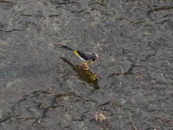 Grey Wagtail 東京都町田市 Sun, 6/26/2022