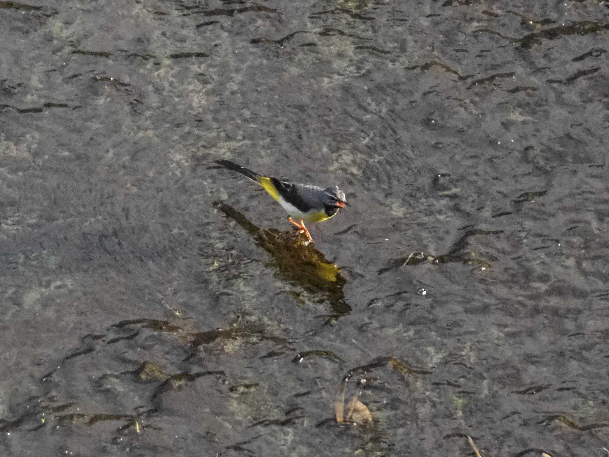 Photo of Grey Wagtail at 東京都町田市 by 天国の爺