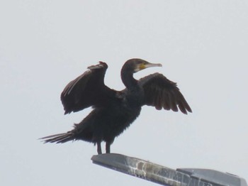 Great Cormorant Minatomirai Sat, 6/11/2022