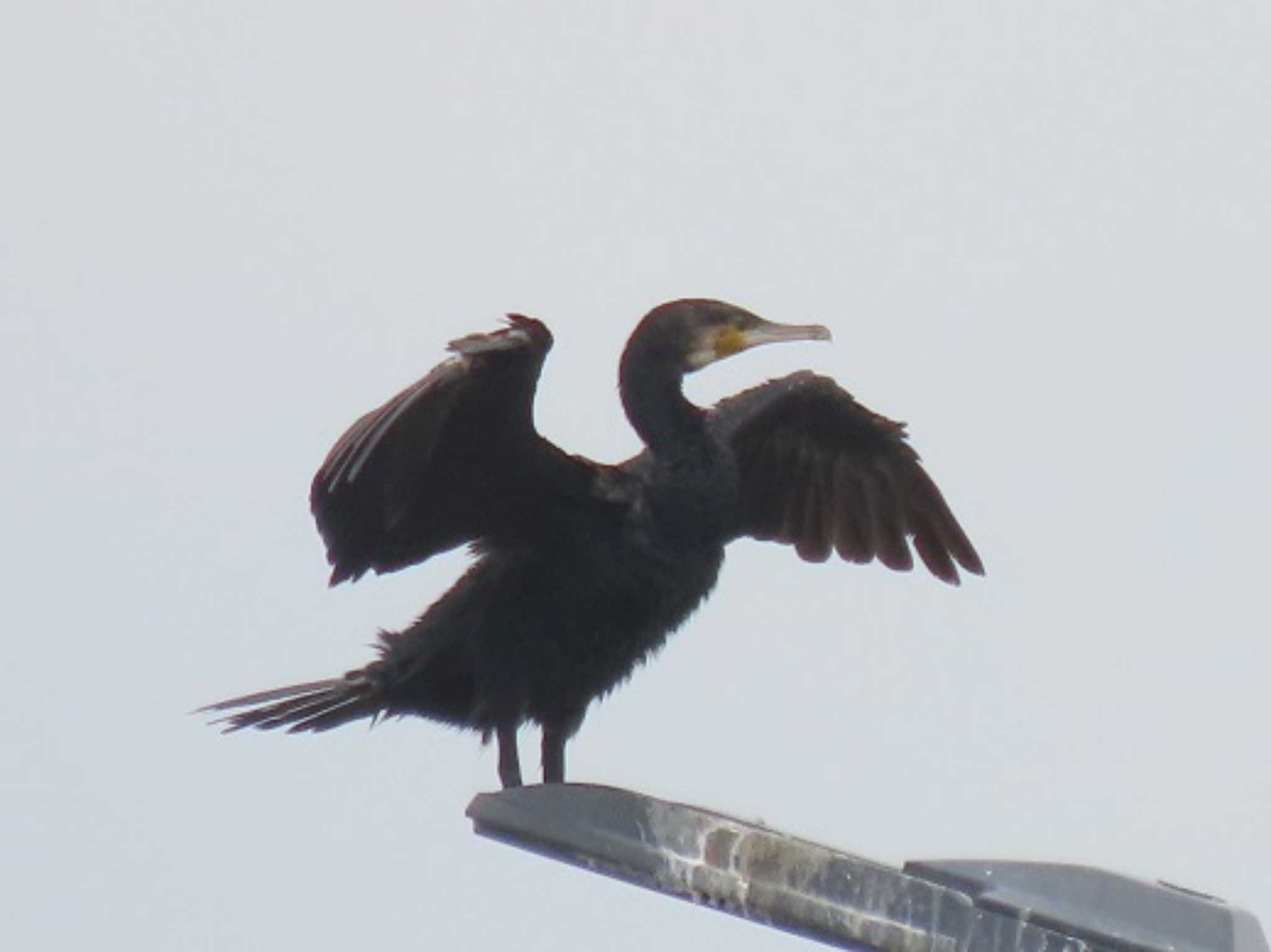 みなとみらい カワウの写真 by OHモリ