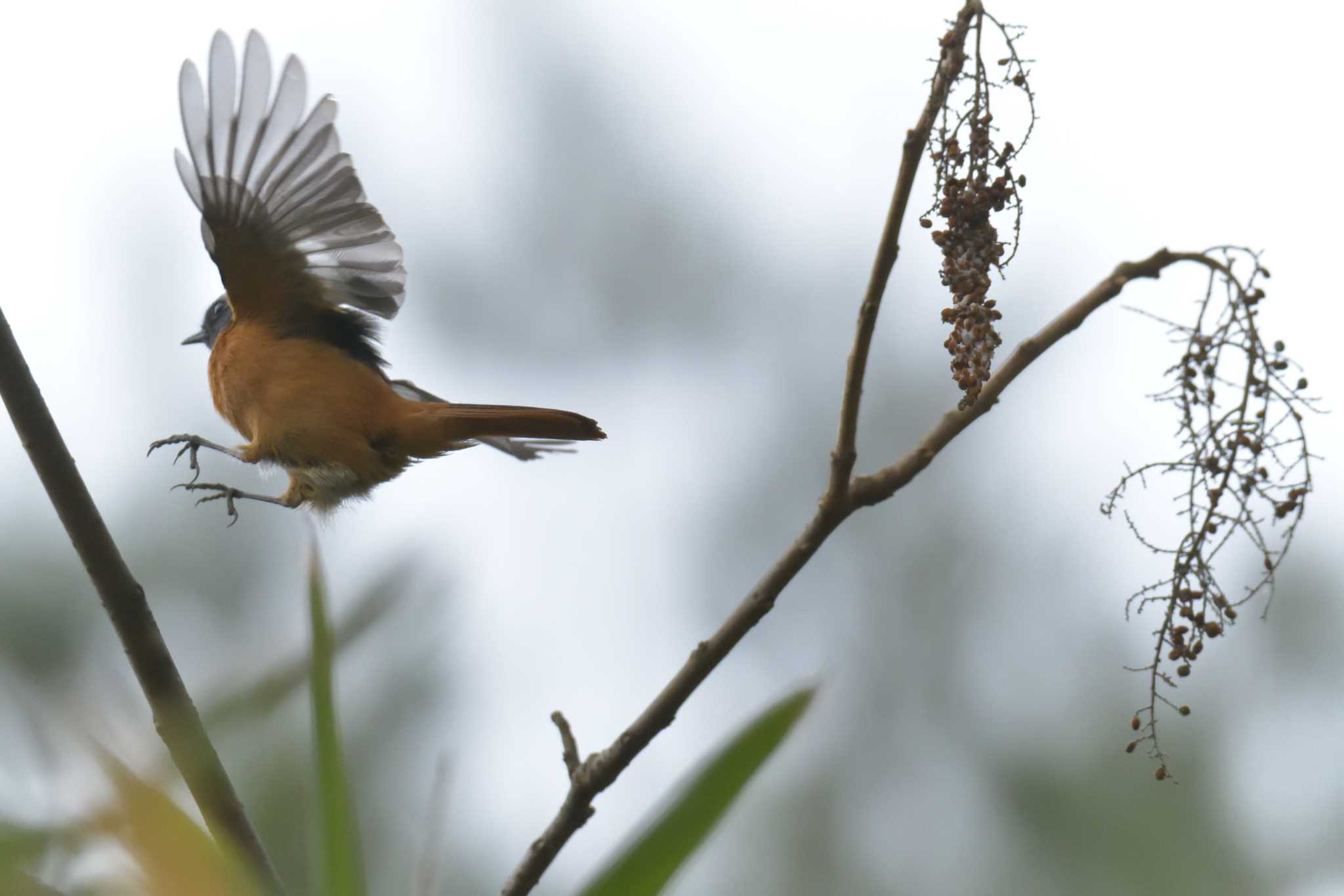 滋賀県甲賀市甲南町創造の森 ジョウビタキの写真 by masatsubo